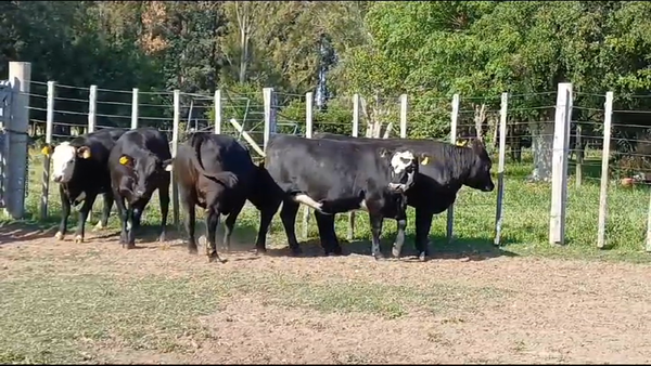 Lote VAQUILLONAS GORDAS