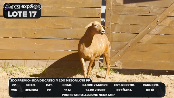Lote LOTE 17 - CAMPO