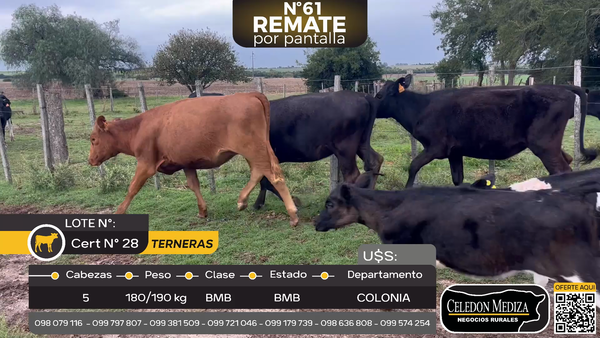 Lote 5 Terneras en Colonia Cosmopolita, Colonia