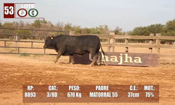 Lote Lote 53