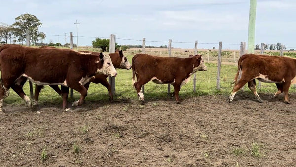 Lote VAQUILLONAS MAS DE 2 AÑOS