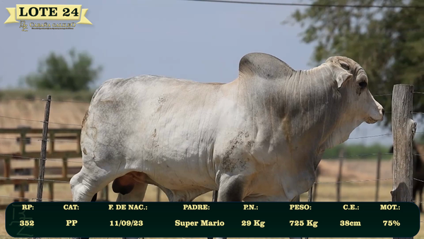 Lote LOTE 24
