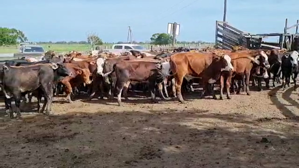 Lote 90 Novillitos en Gral. San Martín, Chaco