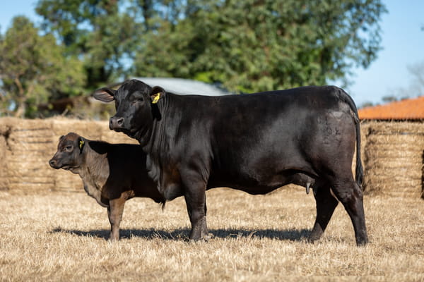 Lote Reproductores Altohondo - Lote 8