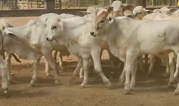 Lote Lote 8