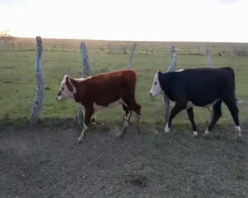 Lote 50 Terneros/as en Concordia, Entre Ríos