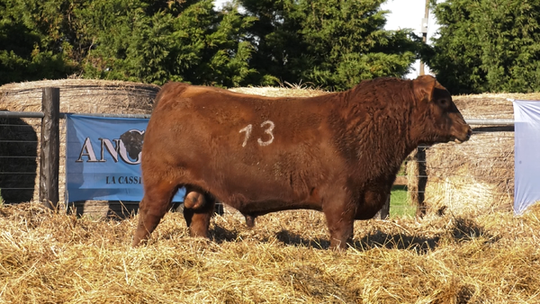 Lote TOROS ANGUS PURO CONTROLADO