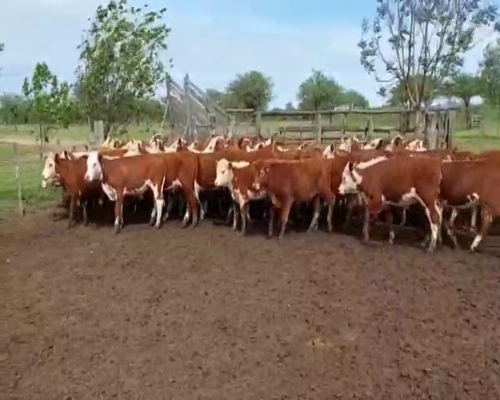 Lote 100 Terneros/as en Curuzú-Cuatiá, Corrientes