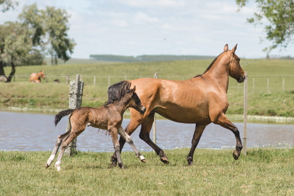 Lote PRIMAVERA MOJÓN