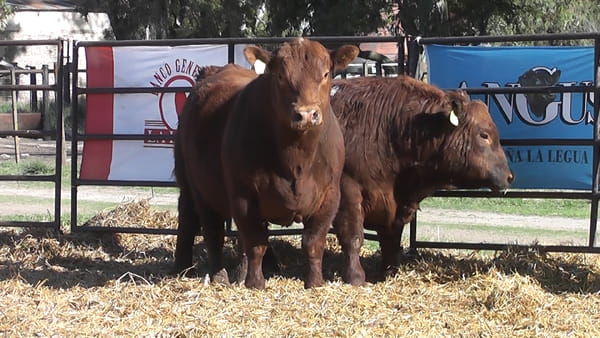 Lote TOROS ANGUS PP