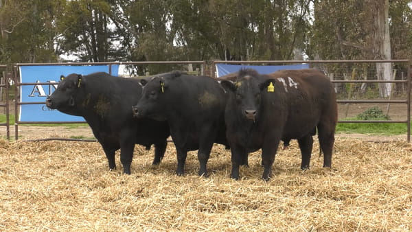 Lote TOROS ANGUS NEGROS PC