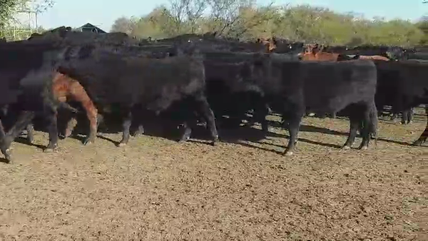 Lote 165 Novillos en Villaguay, Entre Ríos