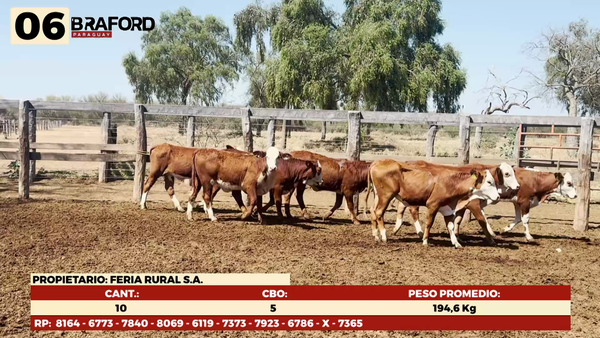Lote LOTE 6 HEMBRAS TIPO BRAFORD