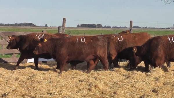 Lote Vaquillonas Coloradas para entorar