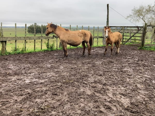 Lote Yegua en Ruta 81 km 95,500, camino vecinal sauce solo, a 4 km de Montes, 8 km de Mígues , 40 Km de Minas.