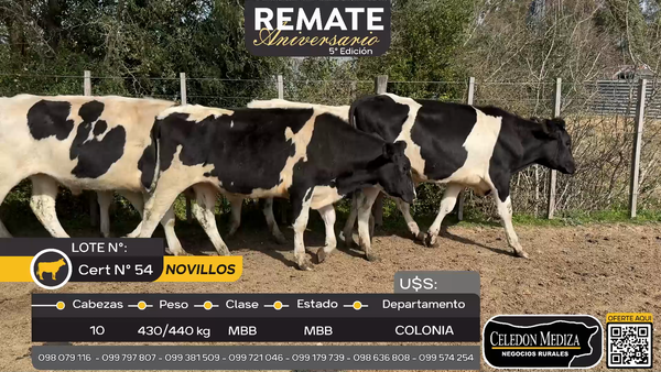 Lote 10 Novillos en Miguelete, Colonia