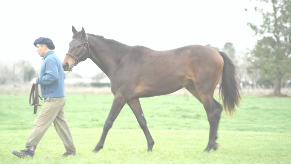 Lote DON DELIRIO NIK (NICODEMUS -  DANUM)