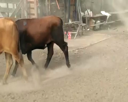 Lote 140 Novillitos en Ceres, Santa Fe