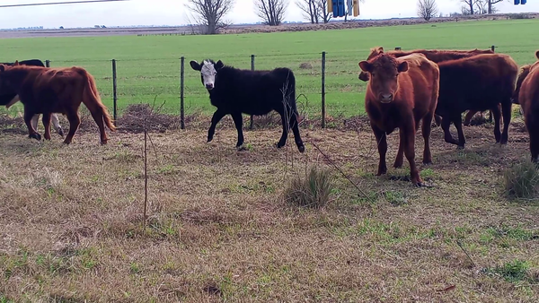 Lote 19 Terneros/as en Salazar
