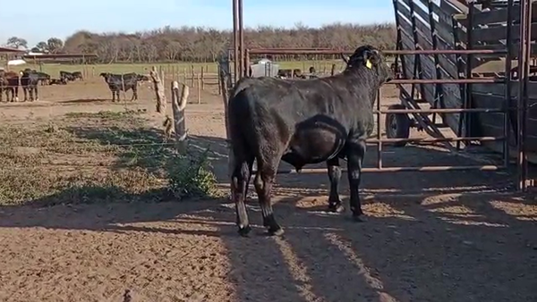 Lote San Pedro - Toro RP 115