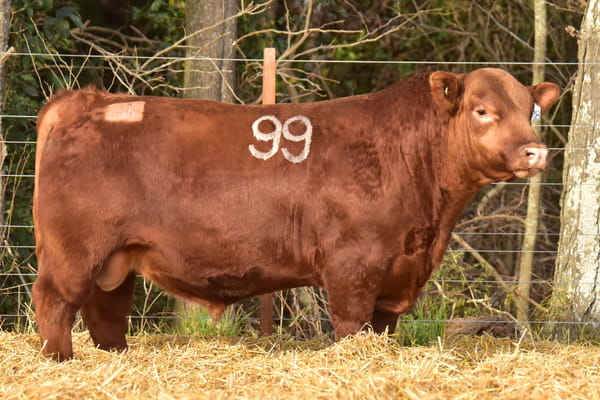 Lote TOROS ANGUS PC