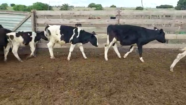 Lote 27 Terneros Holando y cruzas