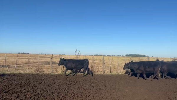 Lote 53 Novillos y Novillitos en Azul