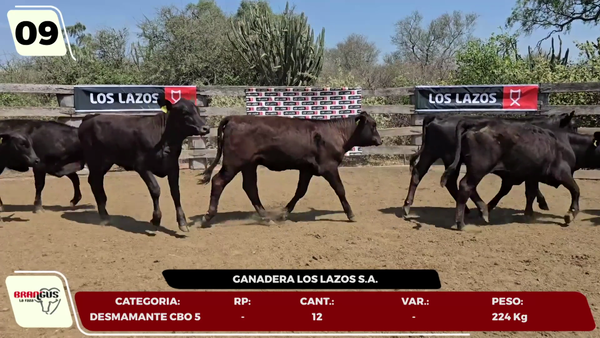 Lote LOTE 9- EN VIVO