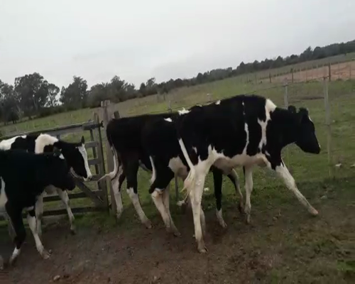 Lote 11 Novillos en Canelones