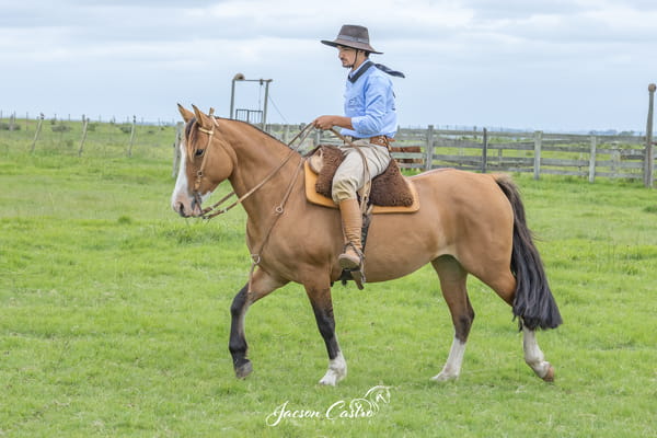 Lote Totosca De Los Recuerdos