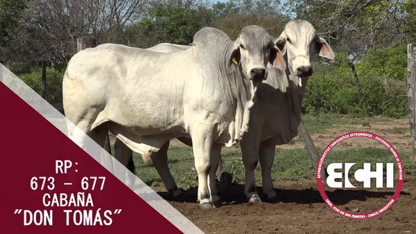 Lote TOROS BRAHMAN CABAÑA DON TOMAS