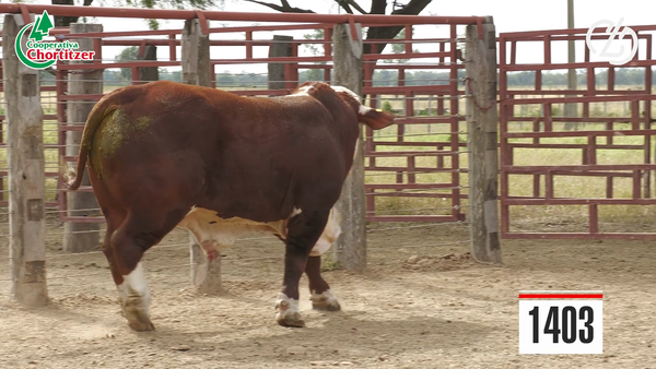 Lote Braford