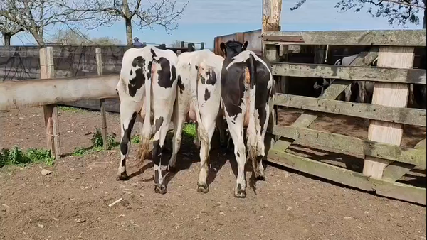 Lote 3 Vaquillonas  550kg - , San José