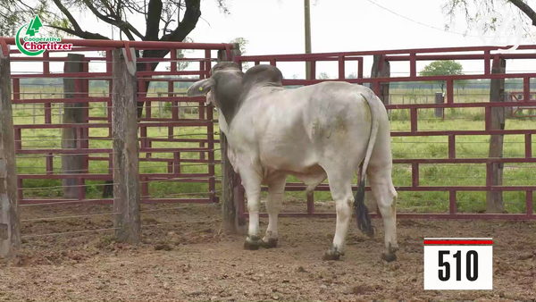 Lote Brahman