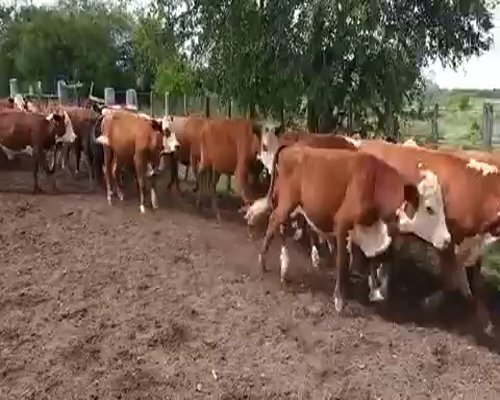 Lote 200 Terneros en Villaguay, Entre Ríos