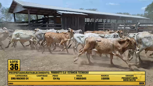 Lote LOTE 36