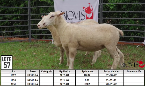 Lote LOTE 57