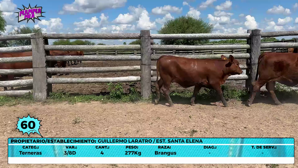 Lote LOTE 60- EN VIVO