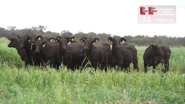 Lote VAQUILLONAS PARA SERVICIO BRANGUS NEGRAS