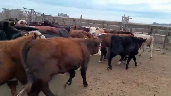 Lote 60 terneros