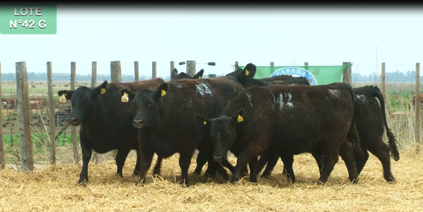 Lote VAQUILLONAS GENERALES 15 MESES - PREÑADAS - PARICION PRIMAVERA