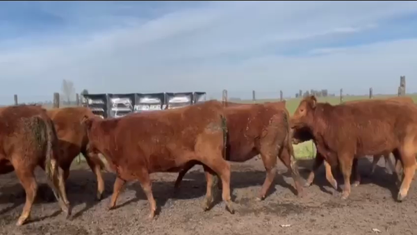 Lote VAQ PC preñadas Los Eucaliptus