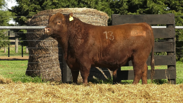 Lote TOROS ANGUS PURO CONTROLADO