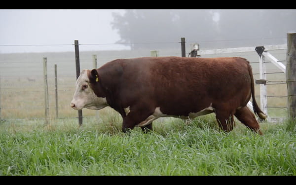 Lote POLLED HEREFORD