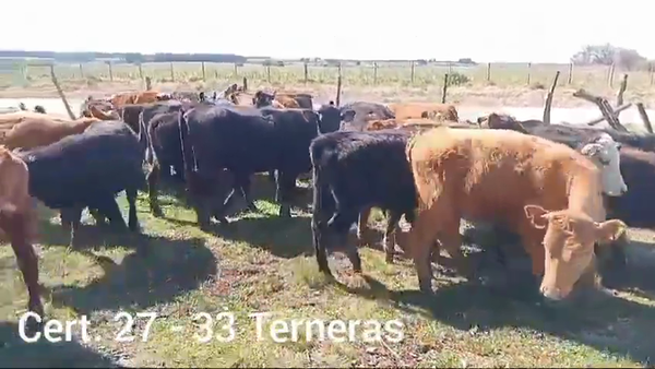 Lote TERNERAS