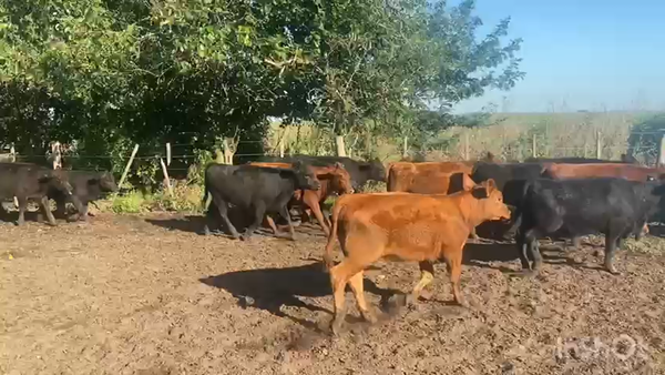 Lote 90 Terneras