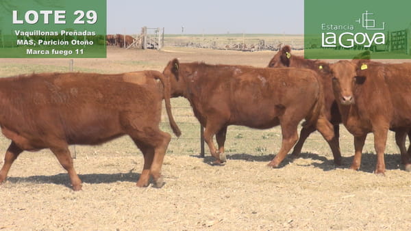 Lote VAQUILLONAS PREÑADAS MAS PARICIÓN OTOÑO