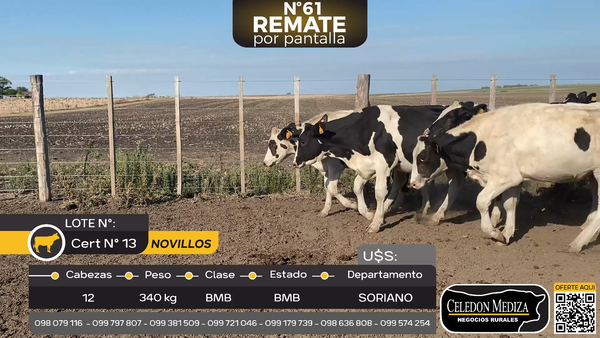 Lote 12 Novillos en Palo Solo , Colonia