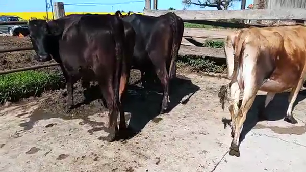 Lote 3 Vacas de Invernada KIWI 500kg - , San José