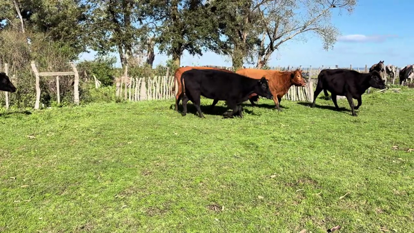 Lote VACAS PREÑADAS